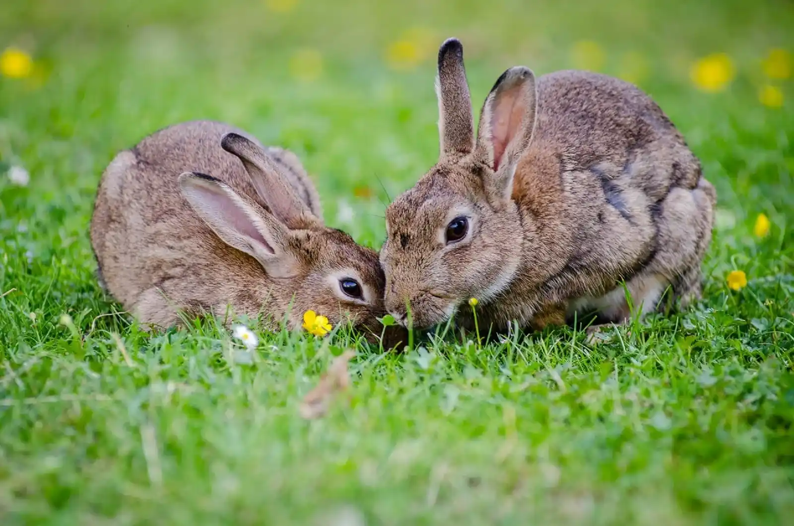 Licensed Rabbit Transport Service