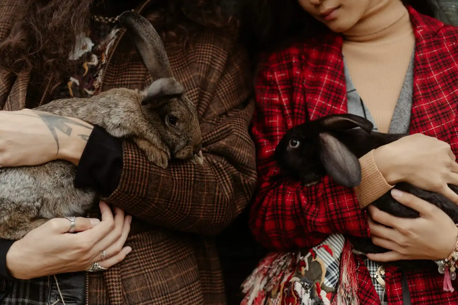 Secure Rabbit Transport Services UK