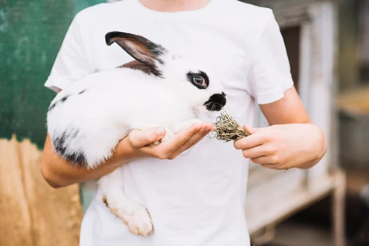 Pet Courier Services for Small Animals
