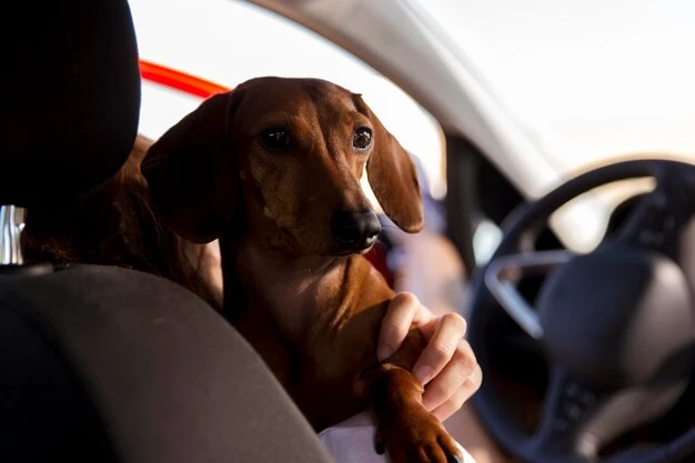 Experts providing trusted ground transport services to safely move pets for travel or relocation.
