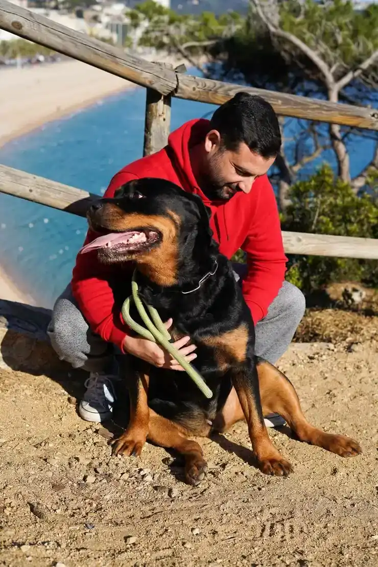 Urgent Pet Transport Services Dubai
