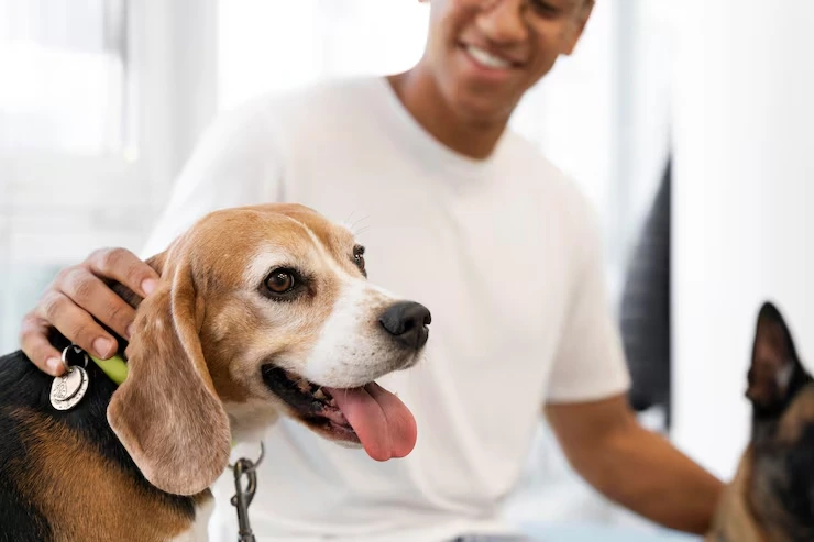 Industry Statistics That Matter for Pet Relocation Services From the UK to Vancouver