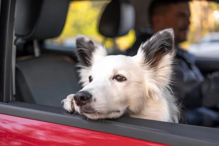 Pet Transport UK to Czech Republic
