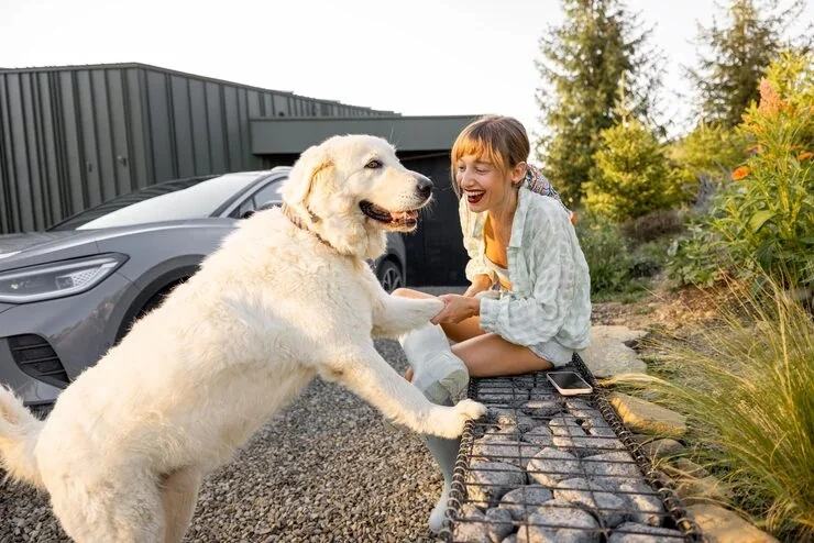 Pet Import Services USA from UK