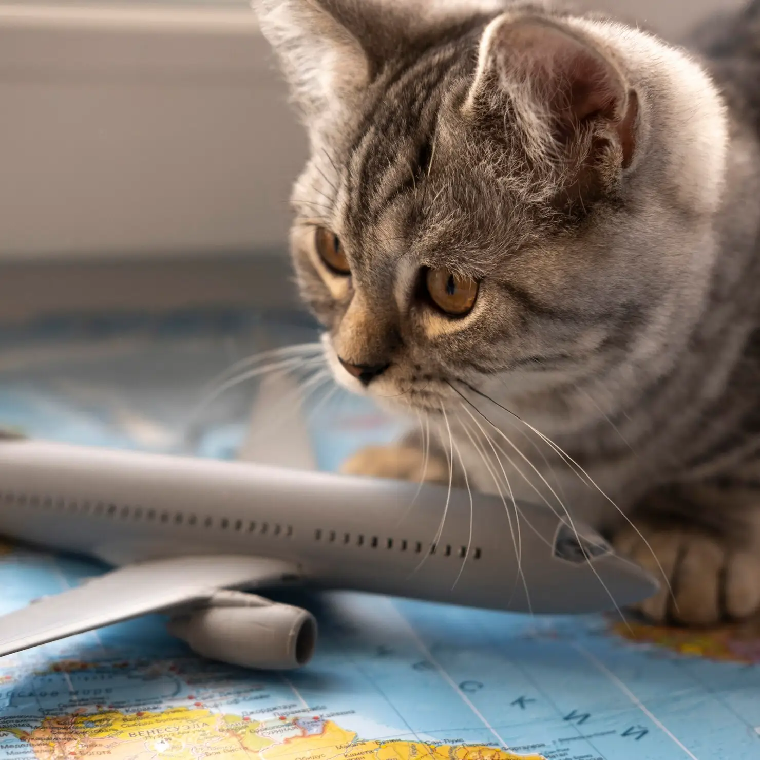 Secure Pet Transport Services Dubai