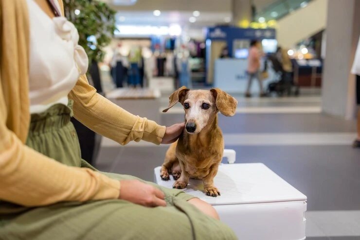 Pet Courier Services UK to Charlotte