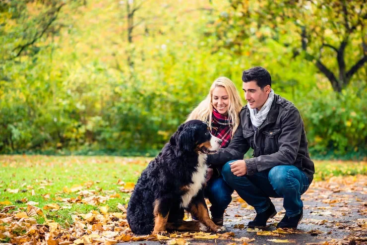 International Pet Transport Services UK to Switzerland