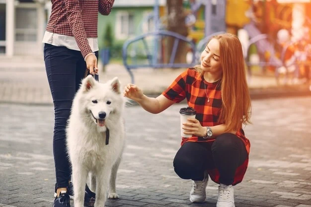 Pet Travel Documentation Services for Diplomats