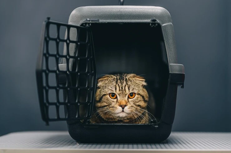 Door to Door Pet Transport Services UK to Sweden