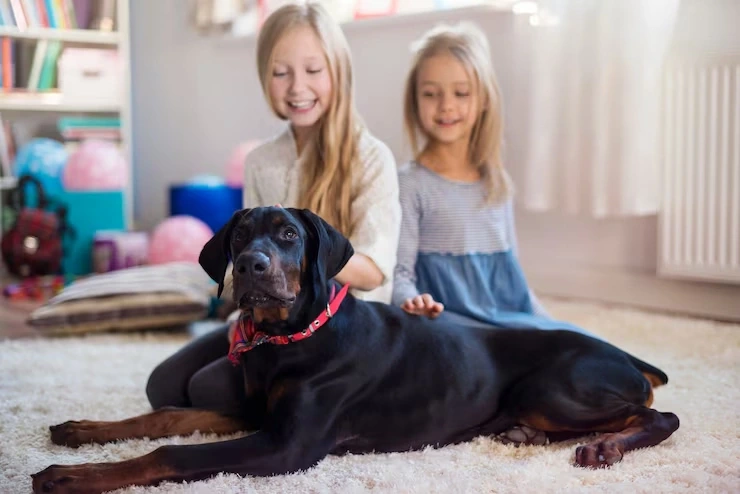 Pet Moving Services UK to Switzerland