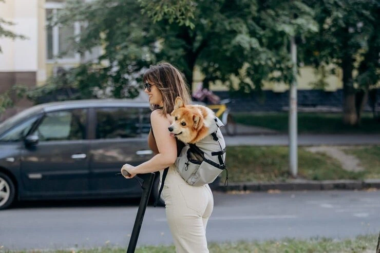 Pet Shipping Services Manchester to New York