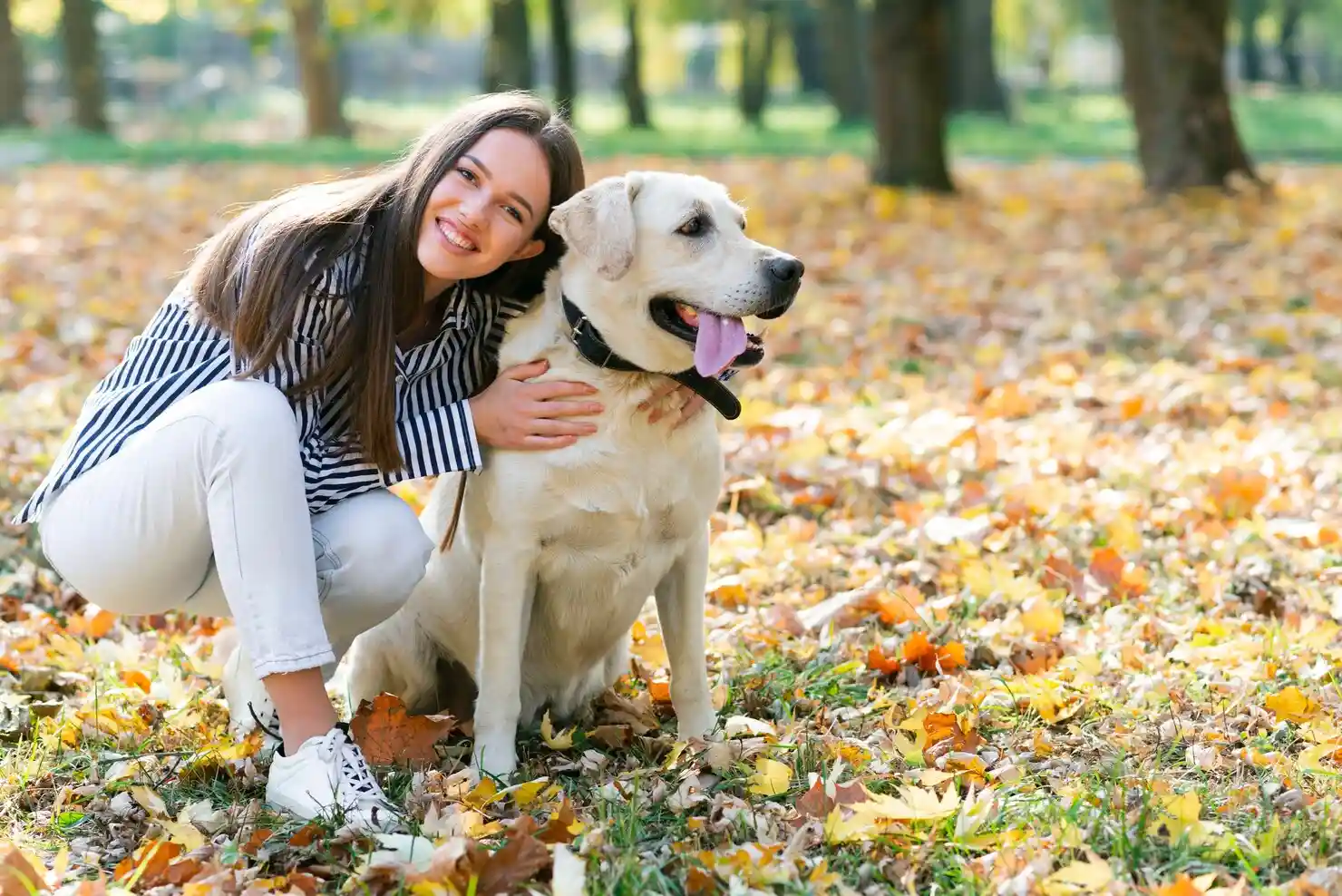 Licensed Pet Transport Services UK to Charlotte