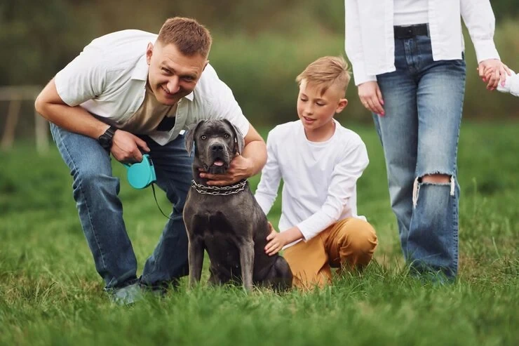 Premium Pet Transport Services Plymouth to USA