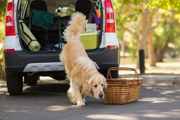 International Pet Transport Services UK to Sweden