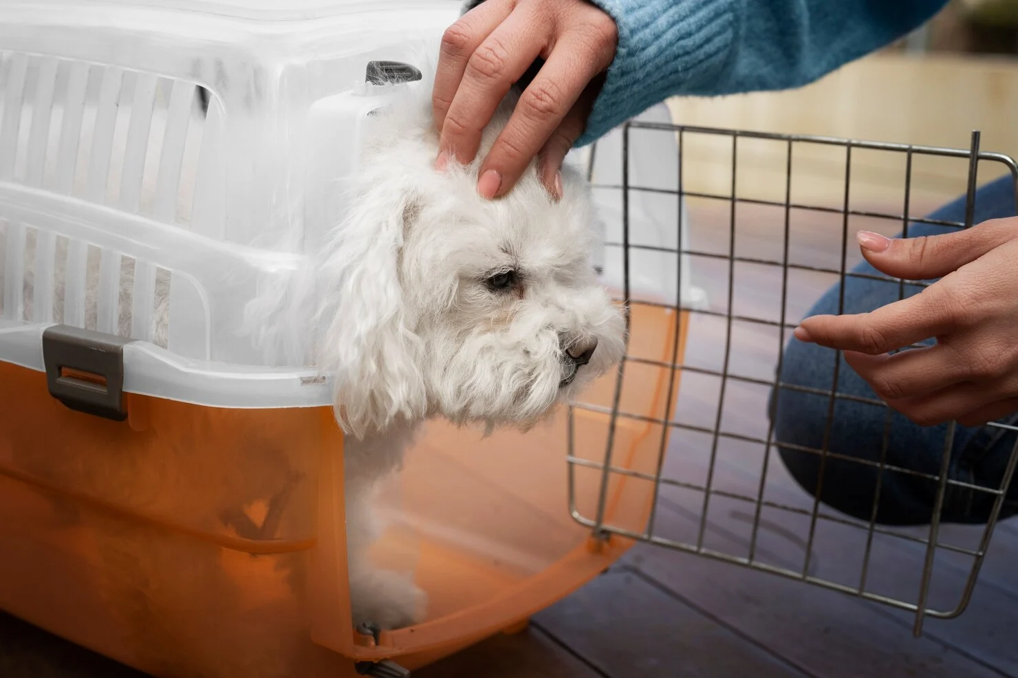 Trusted Pet Relocation Servives Dubai