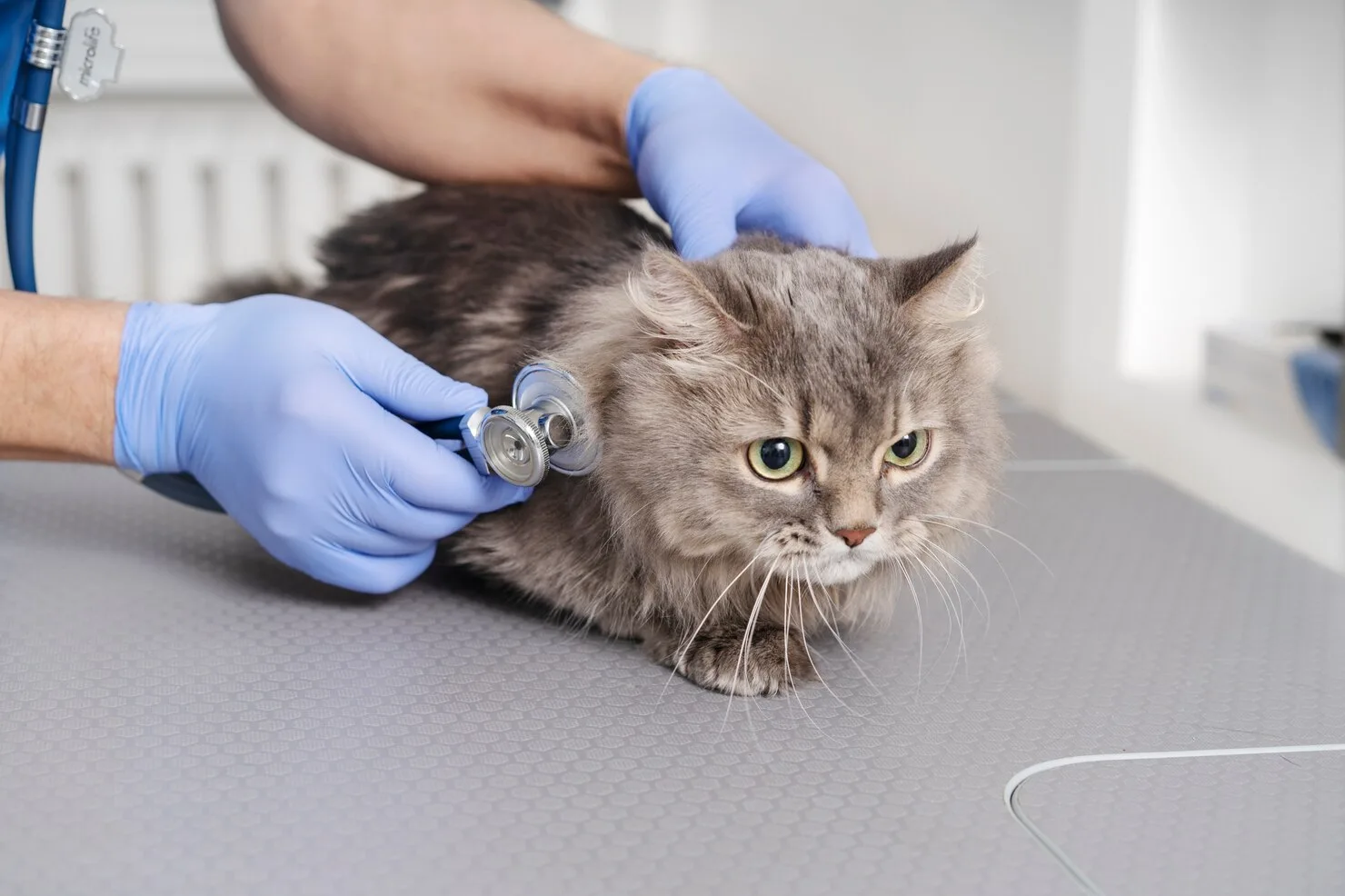 Animal Transport Services UK to Charlotte