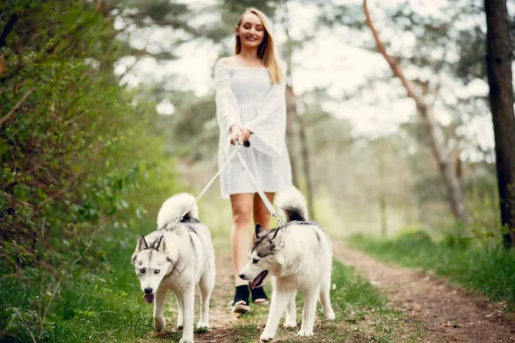 Safe Pet Transport Services UK to Switzerland