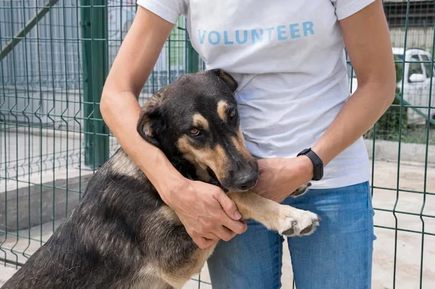 pet relocation services for diplomats UK