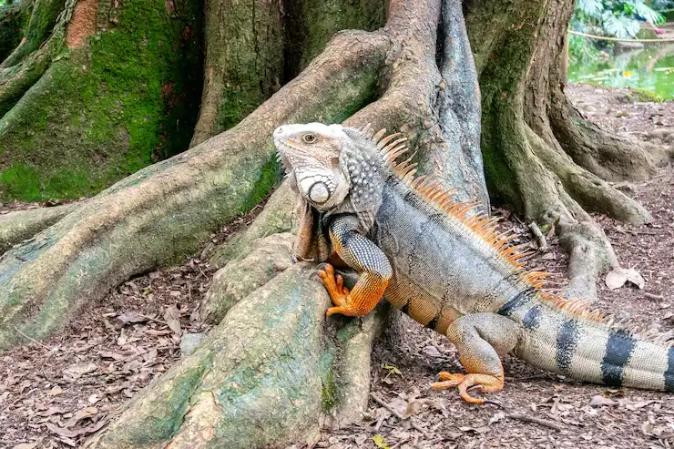 Industry Statistics That Matter for Reptile Transportation Services UK