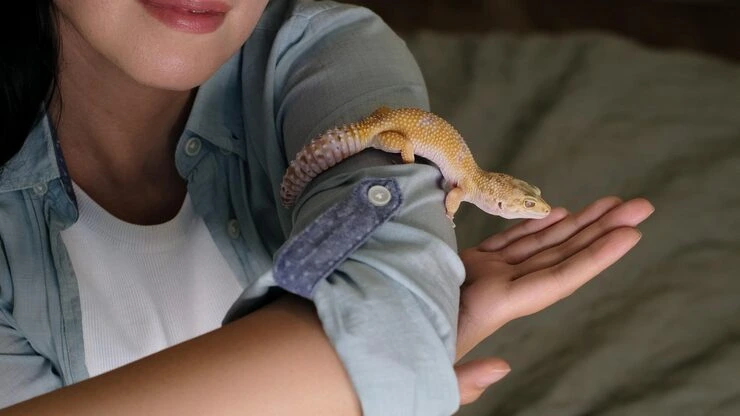 International Reptile Relocation Services