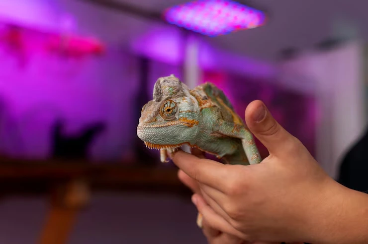 Our Services for Reptile Transportation Services UK