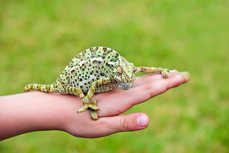 Specialist Reptile Collection Across the United Kingdom