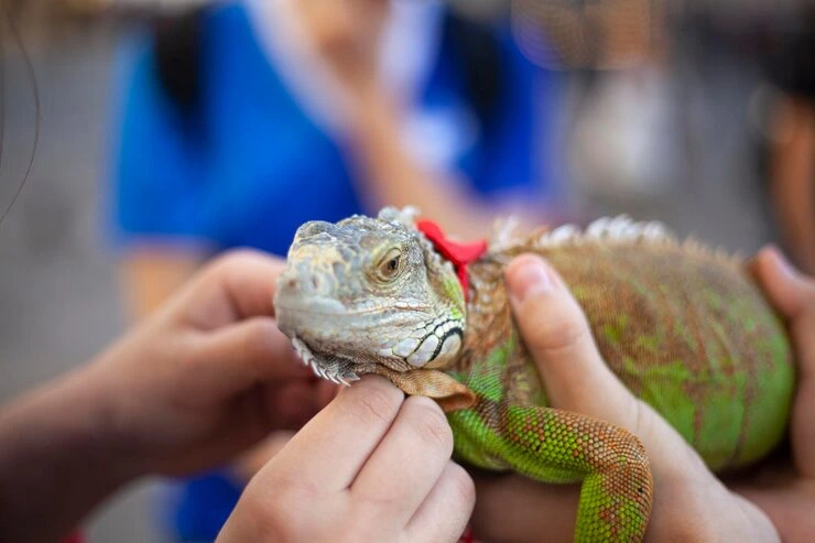 UK Wide Reptile Relocation Planning