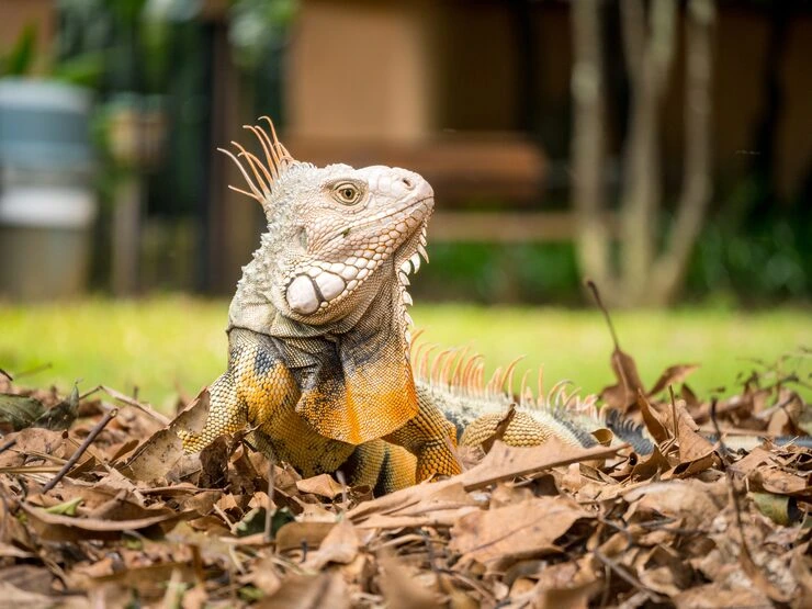 Why Choose Us for Reptile Transportation Services UK