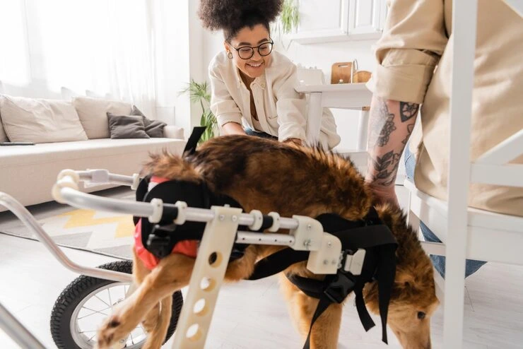 Assisted Handling for Mobility Limited Pets