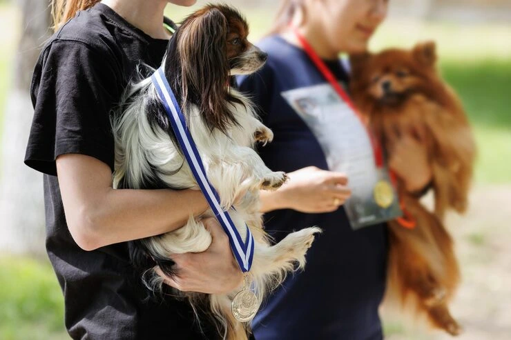 Breed Specific Handling and Show Standard Compliance