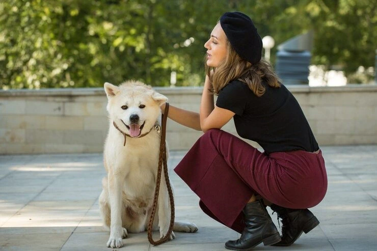 Dedicated Travel Supervision for Show Dogs