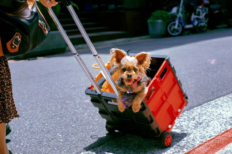 Door to Door Exotic Animal Transport