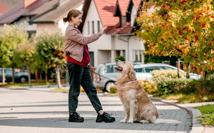 Door to Door Pet Transport UK to Dubai