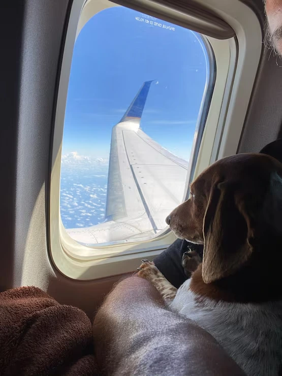 Dubai to UK Pet Transport Services with Regulatory Compliance and Care