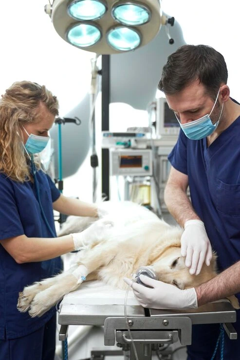 Global Veterinary Preparation and Health Compliance