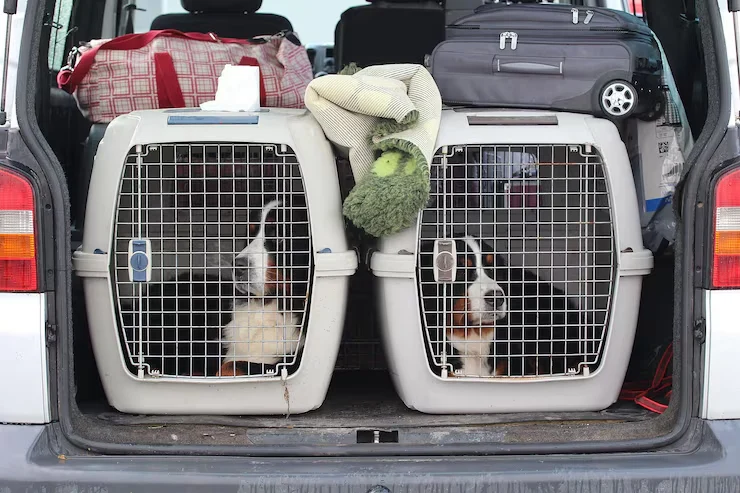 IATA Approved Crates and Travel Conditioning