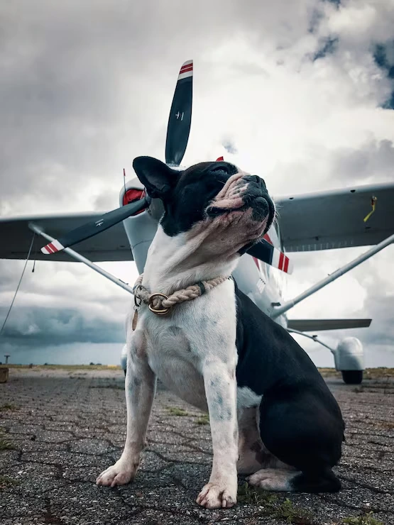 Pet Transport UK to Canada With Customs and Flight Coordination