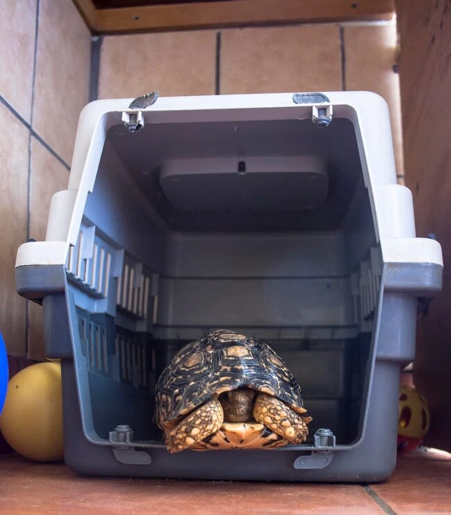 Specialist Exotic Pet Relocation Service for International Travel