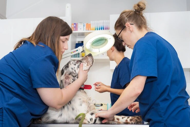 Veterinary Coordination Across Global Locations