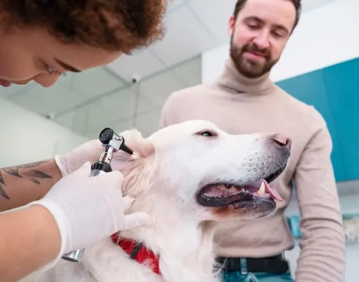 Airline-Approved Crate Coordination