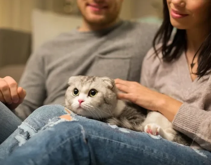 Airline Booking and Pet Travel Planning