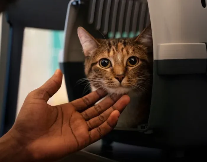 Airline Booking and Route Coordination