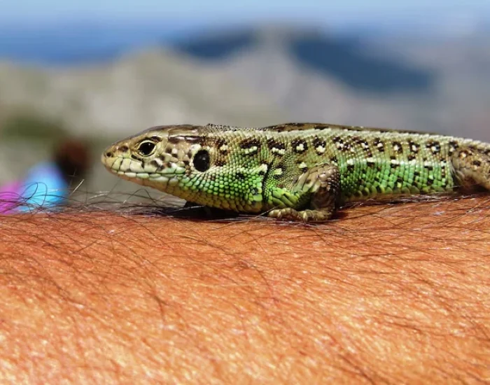 Airline and Cargo Coordination