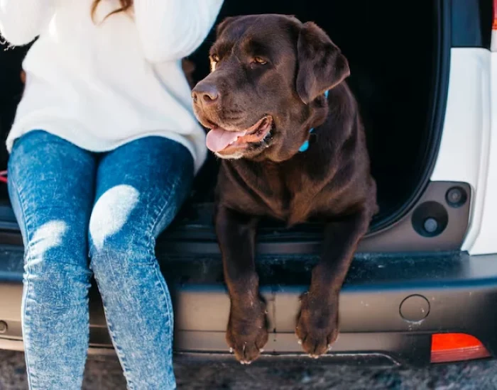 Airport-to-Airport Animal Transferrt