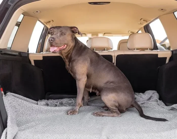 Approved Travel Crate Selection and Preparation