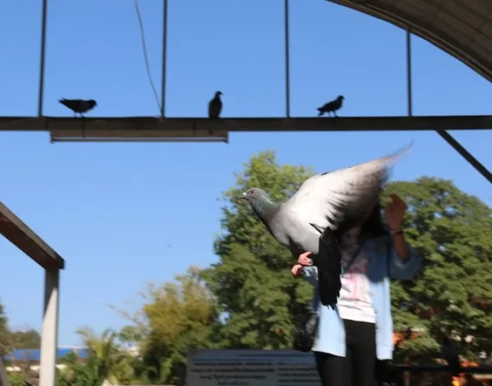 Bird Export Compliance Review