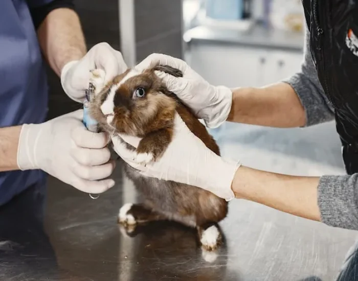 Border Clearance and Customs Support