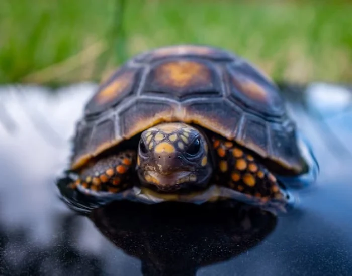 CITES and Customs Documentation Management