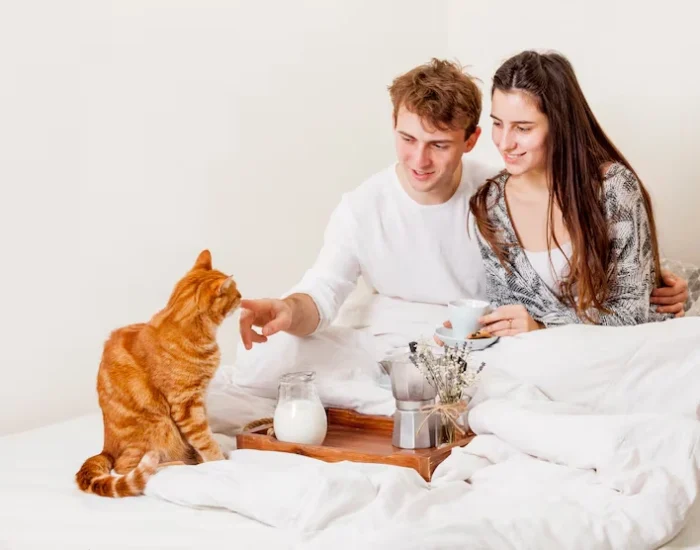 Cat Comfort, Behavioural Management, And Environmental Preparation