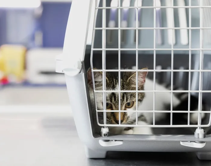 Cat Comfort, Behavioural Management, And Environmental Preparation